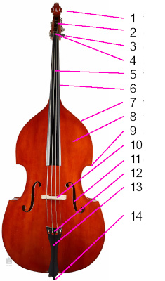 Anatomie de la contrebasse Anatomie de la contrebasse