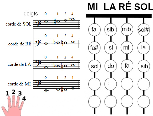 les positions des notes sur le manche d'une contrebasse