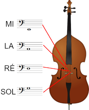 les cordes de la contrebasse à corde