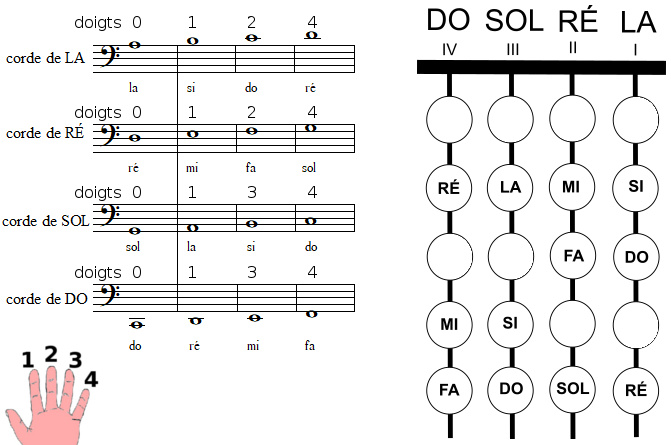 les positions des notes sur le manche d'un violoncelle