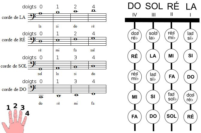 les positions des notes sur le manche d'un violoncelle