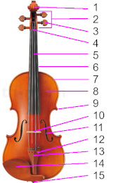 Anatomie du violon