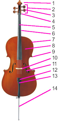Anatomie du violoncelle